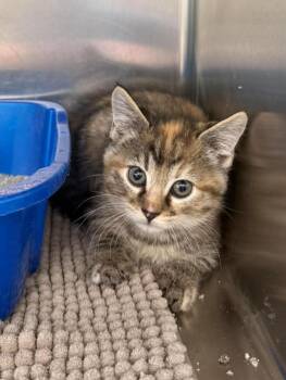 Domestic Short Hair Cats Available for Adoption in Maryville, Missouri - Penny | PetCurious