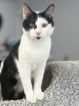 Domestic Short Hair Cats Available for Adoption in Minneapolis, Minnesota - Freckles | PetCurious