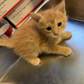 Sparkler -  Domestic Short Hair Cat for Adoption in Tuscaloosa, Alabama - Sparkler | PetCurious