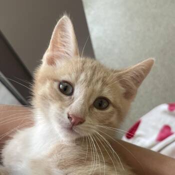Thunderbolt -  Domestic Short Hair Cat for Adoption in Chicago, Illinois - Thunderbolt | PetCurious