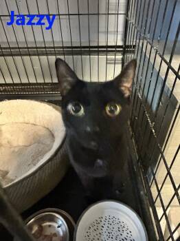 Rescue Domestic Short Hair Cats for Adoption in Westbury, New York - Jazzy | PetCurious