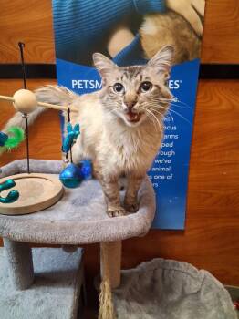 Hot Mocha -  Domestic Long Hair Cat for Adoption in Rowlett, Texas - Hot Mocha | PetCurious