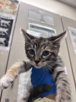 MCKAY -  Domestic Short Hair Cat Available for Adoption in Las Vegas, Nevada - MCKAY | PetCurious