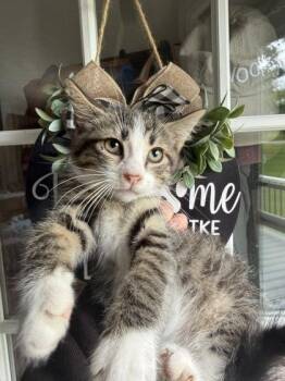 Cal -  Domestic Short Hair Cat for Adoption in Berwick, Pennsylvania - Cal | PetCurious