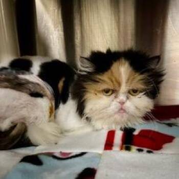 Persian Cats Available for Adoption - Queen Elizabeth | PetCurious