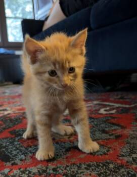 Domestic Short Hair Cats Available for Adoption - Gus Gus | PetCurious