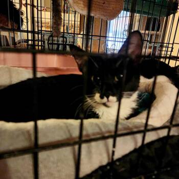 Domestic Short Hair Cats Available for Adoption in Grantsville, Utah - Celia | PetCurious