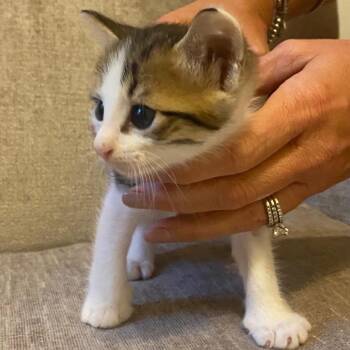 Odysseus -  Domestic Short Hair Cat for Adoption in Lewisville, Texas - Odysseus | PetCurious