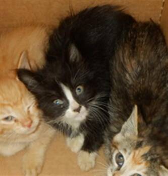 KNIGHT -  Domestic Short Hair Cat Available for Adoption in San Jose, California - KNIGHT | PetCurious