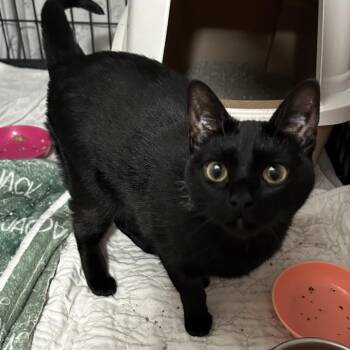 Clairy Lil Girl -  Domestic Short Hair Cat for Adoption in Columbia, Missouri - Clairy Lil Girl | PetCurious