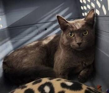 Rescue Domestic Short Hair Cats for Adoption in Butte, Montana - Helga - Feral Barn Cat | PetCurious