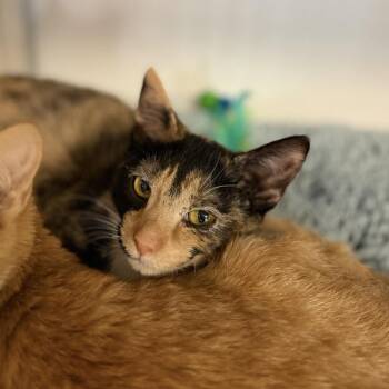 A044737 -  Domestic Short Hair Cat for Adoption in Houston, Texas - A044737 | PetCurious