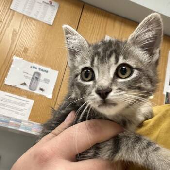 Ryobi -  Domestic Short Hair Cat for Adoption in Durango, Colorado - Ryobi | PetCurious