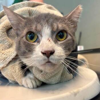 Patchwork -  Domestic Short Hair Cat for Adoption in Huntington, West Virginia - Patchwork | PetCurious