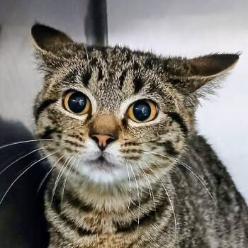 Domestic Short Hair Cats Available for Adoption - Moe | PetCurious