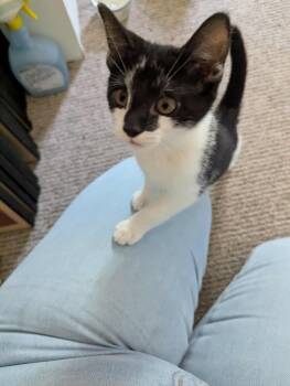 Rescue Domestic Short Hair Cats for Adoption in Sioux Falls, South Dakota - Igor | PetCurious