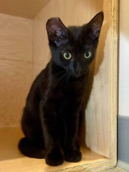 Greta -  Domestic Short Hair Cat for Adoption in Oakland, California - Greta | PetCurious