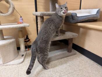 Domestic Short Hair Cats Available for Adoption in Port Barrington, Illinois - Sylvester | PetCurious
