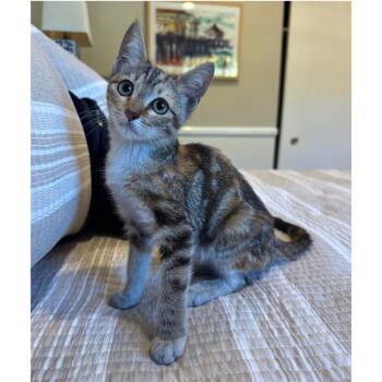 Cheeto -  Domestic Short Hair Cat for Adoption in Long Beach, California - Cheeto | PetCurious