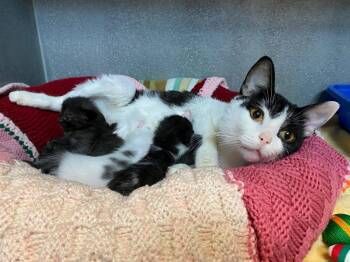 Domestic Short Hair Cats Available for Adoption in Winnipeg, Manitoba - Quadrille | PetCurious