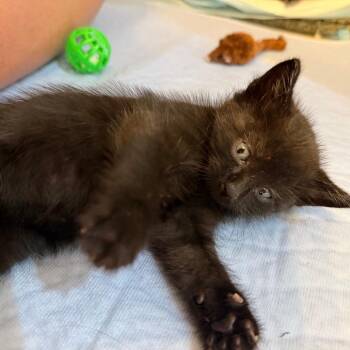 Domestic Short Hair Cats Available for Adoption in Westminster, California - Sally Jessy | PetCurious
