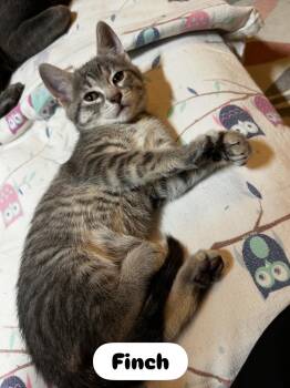 Domestic Short Hair Cats Available for Adoption - Finch (West C) | PetCurious