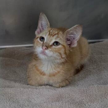 Fanta -  Domestic Short Hair Cat for Adoption in Council Bluffs, Iowa - Fanta | PetCurious