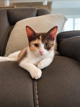 Potato -  Domestic Short Hair Cat for Adoption in Millcreek, Utah - Potato | PetCurious