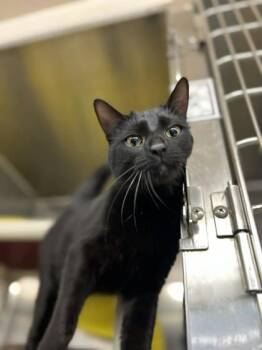 Domestic Short Hair Cats Available for Adoption in Munster, Indiana - Jet | PetCurious