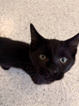 Roll -  Domestic Short Hair Cat for Adoption in Bowling Green, Ohio - Roll | PetCurious