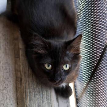 Mariah -  Domestic Short Hair Cat for Adoption in Los Angeles, California - Mariah | PetCurious