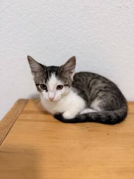 Roxanne -  Domestic Short Hair Cat for Adoption in Las Vegas, Nevada - Roxanne | PetCurious