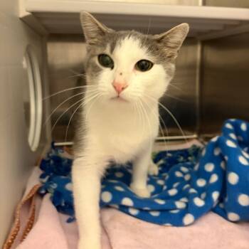 Rescue Domestic Short Hair Cats for Adoption in Council Bluffs, Iowa - Kitten | PetCurious