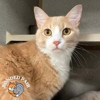 Cosi -  Domestic Medium Hair Cat for Adoption in Providence, Rhode Island - Cosi | PetCurious