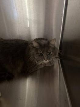 Domestic Long Hair and Domestic Short Hair Cats Available for Adoption - Venti | PetCurious