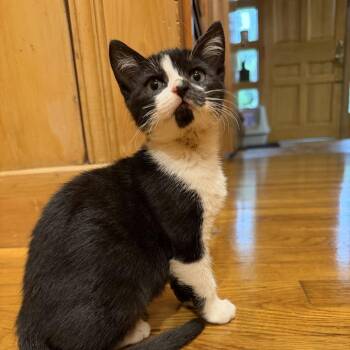 Cassie -  Domestic Short Hair Cat for Adoption in Buffalo, Minnesota - Cassie | PetCurious