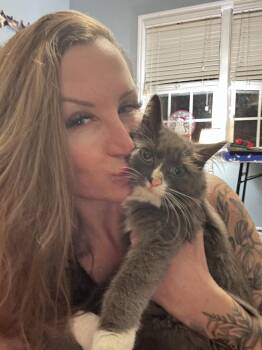 Flint -  Domestic Medium Hair Cat for Adoption in Emerald Isle, North Carolina - Flint | PetCurious