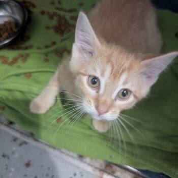 Rescue Domestic Short Hair Cats for Adoption in Blair, Wisconsin - Chili | PetCurious