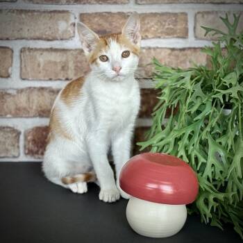 Rescue Domestic Short Hair Cats for Adoption in Allen, Texas - Half N