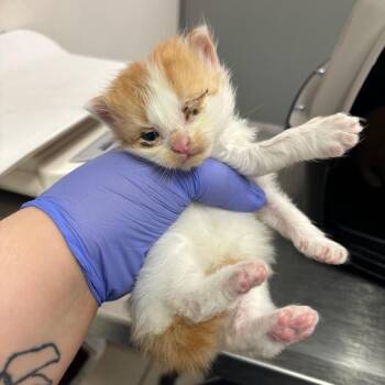 Whistle -  Domestic Medium Hair Cat for Adoption in Charleston, West Virginia - Whistle | PetCurious