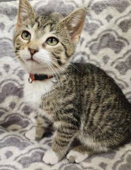 Domestic Short Hair Cats Available for Adoption - Werther | PetCurious
