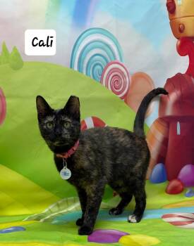 Tortoiseshell Cats Available for Adoption - Cali | PetCurious