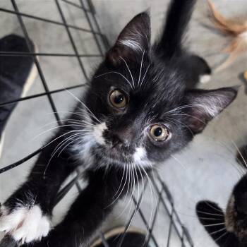 Finn -  Domestic Short Hair Cat for Adoption in Traverse City, Michigan - Finn | PetCurious