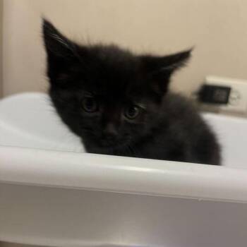 Anna -  Domestic Short Hair Cat for Adoption in Chicago, Illinois - Anna | PetCurious