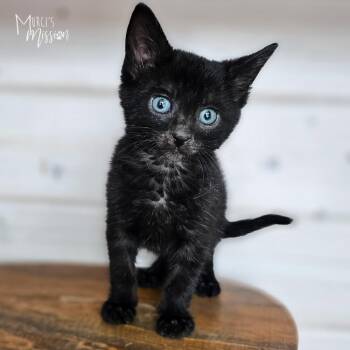 Olive -  Domestic Short Hair Cat Available for Adoption in Spokane, Washington - Olive | PetCurious