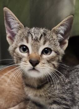 Rescue Domestic Short Hair Cats for Adoption in Spartanburg, South Carolina - Lucky | PetCurious