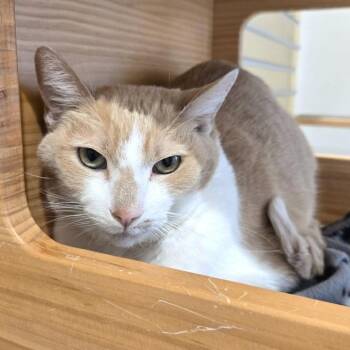 Clover -  Domestic Short Hair Cat for Adoption in Champaign, Illinois - Clover | PetCurious