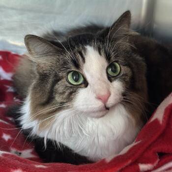 Ramlah -  Domestic Long Hair Cat for Adoption in Matteson, Illinois - Ramlah | PetCurious