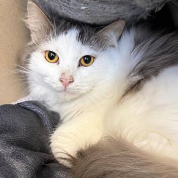 Big Mac -  Domestic Short Hair Cat for Adoption in Gloucester, Virginia - Big Mac | PetCurious