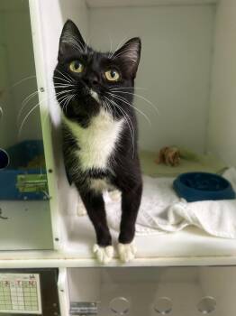 HAVANA -  Domestic Short Hair Cat for Adoption in Delson, Quebec - HAVANA | PetCurious